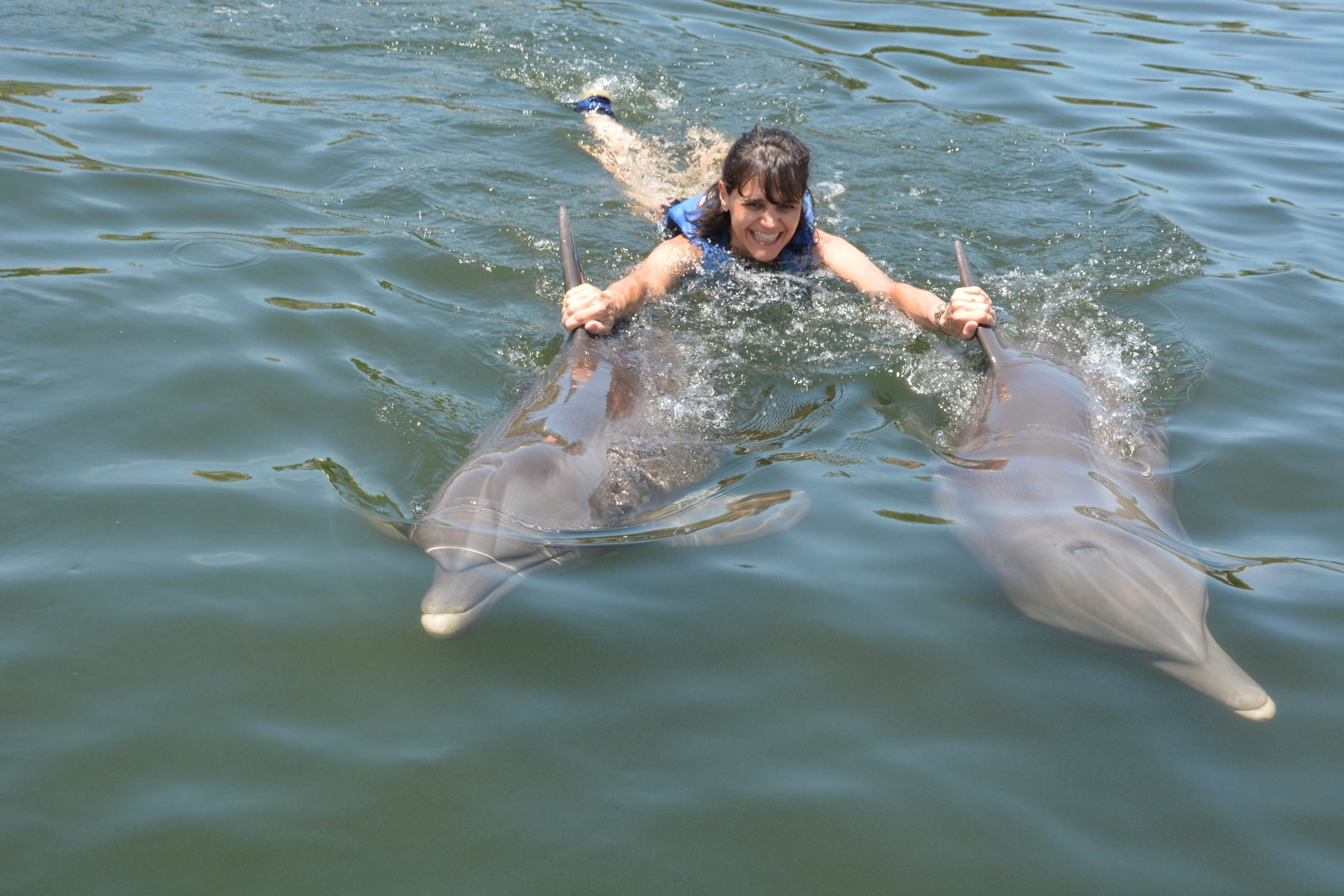 Nuotando coi delfini